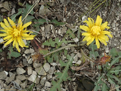 Taraxacum serotinum