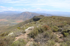 Athanasia cuneifolia