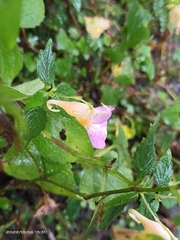 Impatiens uniflora