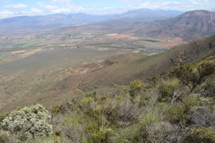 Athanasia cuneifolia