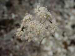 Pimpinella tragium