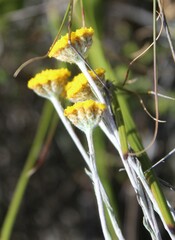 Helichrysum hebelepis