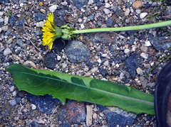 Taraxacum ceratophorum