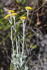 Helichrysum hebelepis