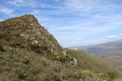 Athanasia cuneifolia