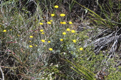 Helichrysum hebelepis