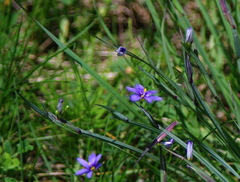 Sisyrinchium montanum