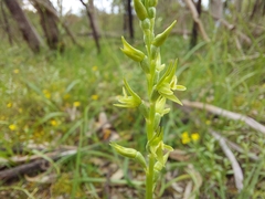 Prasophyllum pallidum