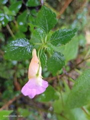 Impatiens uniflora
