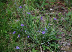 Sisyrinchium montanum