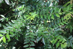Zanthoxylum avicennae