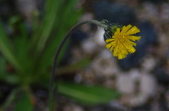 Pilosella caespitosa