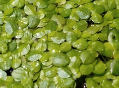 Lemna aequinoctialis