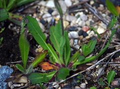 Pilosella caespitosa