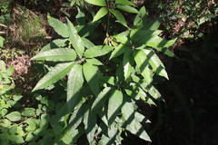 Heptapleurum heptaphyllum