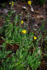 Pilosella caespitosa