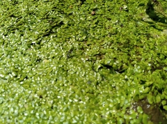 Lemna aequinoctialis