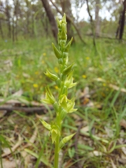 Prasophyllum pallidum