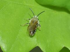 Andrena dorsata