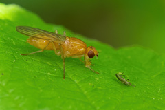 Psila fimetaria