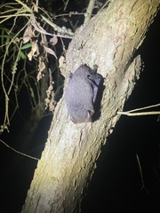 Nyctophilus geoffroyi