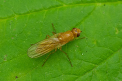 Psila fimetaria