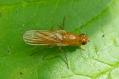 Psila fimetaria