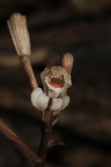 Didymoplexis micradenia