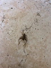 Gryllomorpha dalmatina