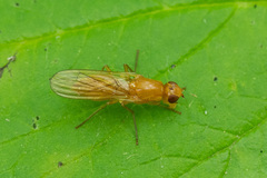 Psila fimetaria