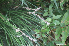 Liriope graminifolia