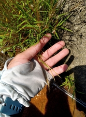 Pogonatherum crinitum