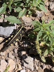 Schistocerca albolineata