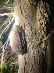Nyctophilus geoffroyi