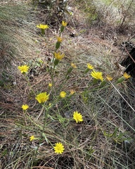 Pityopsis