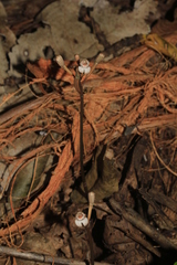 Didymoplexis micradenia