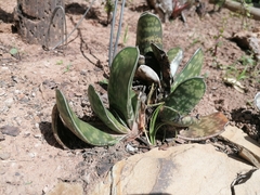 Gasteria bicolor