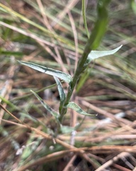 Pityopsis