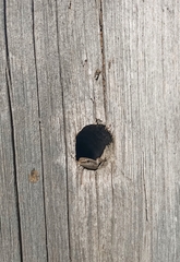 Cryptoblepharus buchananii