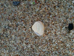 Cerastoderma