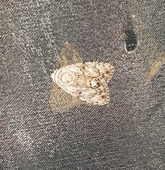 Barasa acronyctoides