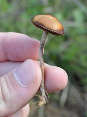 Deconica