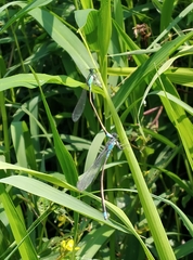 Ischnura senegalensis