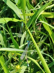 Ischnura senegalensis