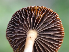 Deconica