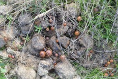 Deconica