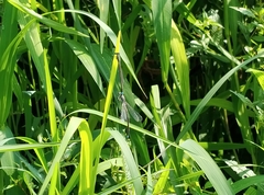 Ischnura senegalensis