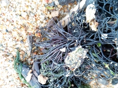 Furcellaria lumbricalis