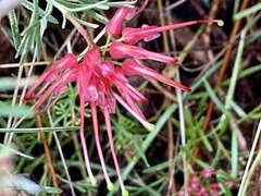 Grevillea thelemanniana