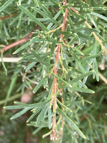 Grevillea thelemanniana, photograph 1